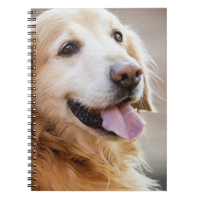 Golden retiver, Dog, Happy dog Notebook (Front)