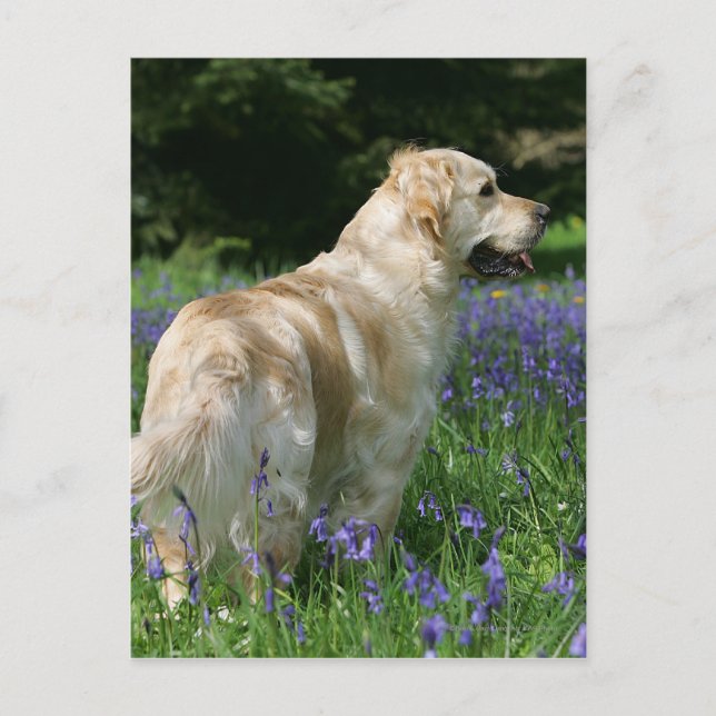 Golden Retreiver in Flowers Postcard (Front)