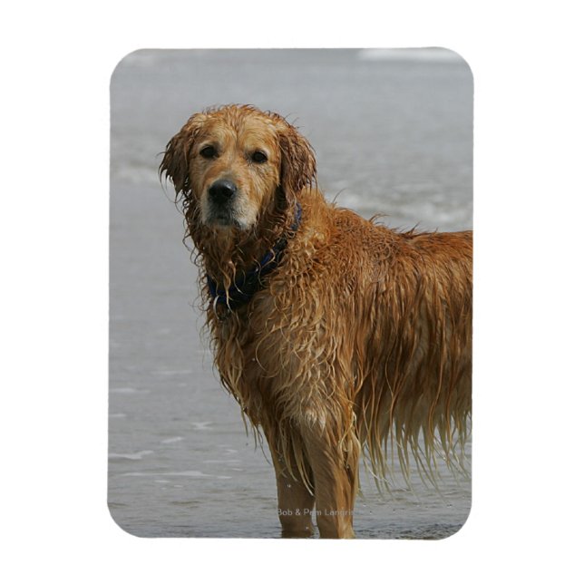 Golden Retreiver in the Sea Magnet (Vertical)