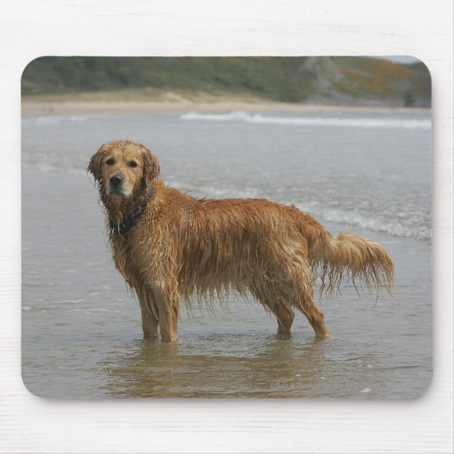 Golden Retreiver in the Sea Mouse Mat (Front)