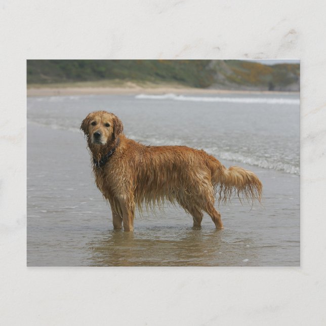 Golden Retreiver in the Sea Postcard (Front)