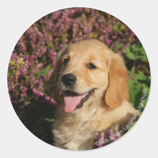Golden Retreiver Puppy Classic Round Sticker (Front)