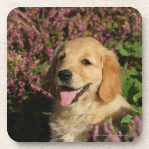 Golden Retreiver Puppy Coaster