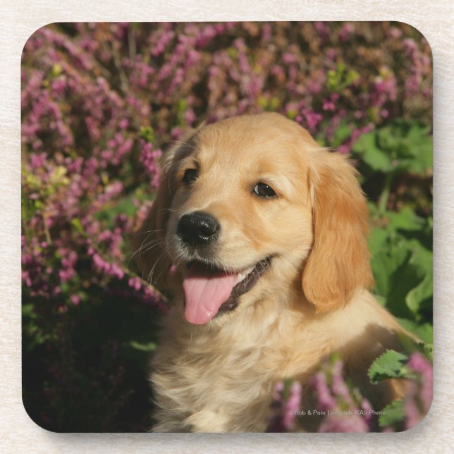 Golden Retreiver Puppy Coaster (Front)