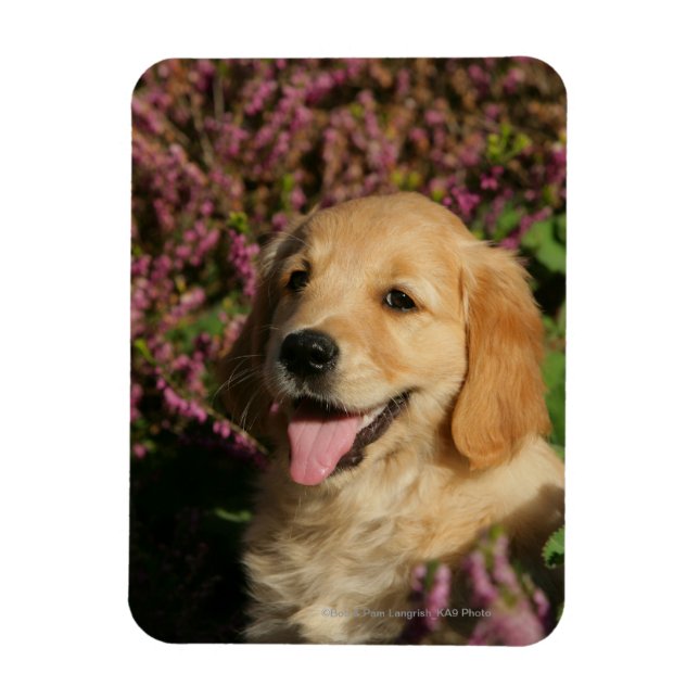 Golden Retreiver Puppy Magnet (Vertical)