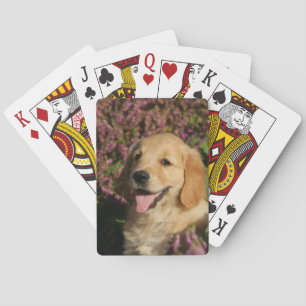 Golden Retreiver Puppy Playing Cards