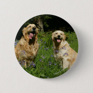 Golden Retreivers in Grass 6 Cm Round Badge