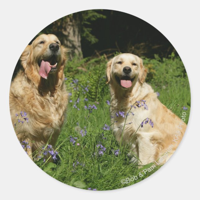 Golden Retreivers in Grass Classic Round Sticker (Front)