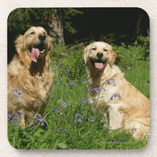 Golden Retreivers in Grass Coaster