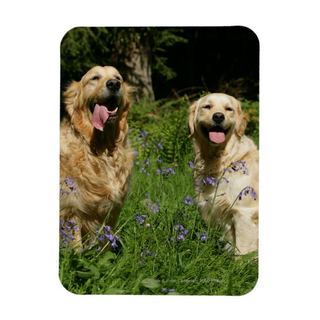 Golden Retreivers in Grass Magnet (Vertical)