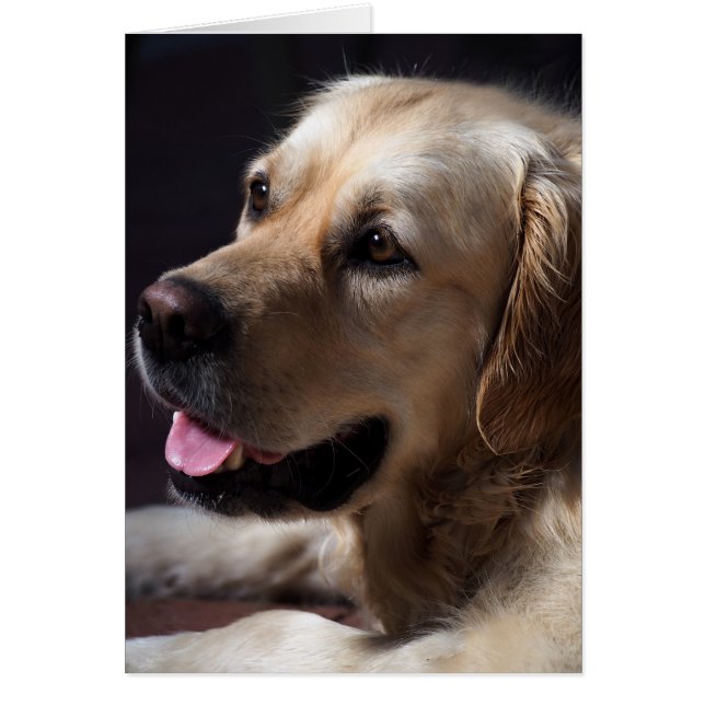 Golden Retriever (Front)