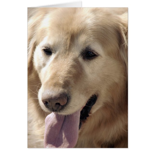 Golden Retriever (Front)