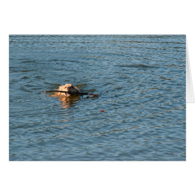 Golden Retriever (Front Horizontal)