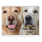 Golden Retriever 2014 Calendar
