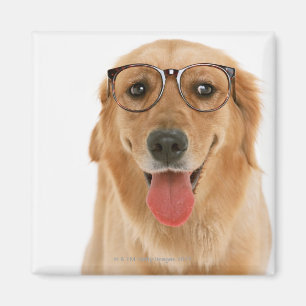 Golden Retriever 3 Magnet