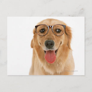 Golden Retriever 3 Postcard