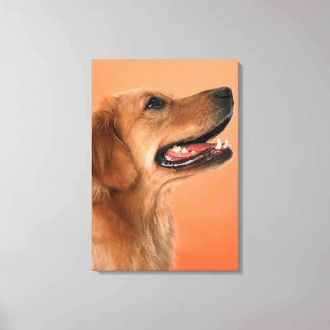 Golden Retriever 5 Canvas Print (Front)