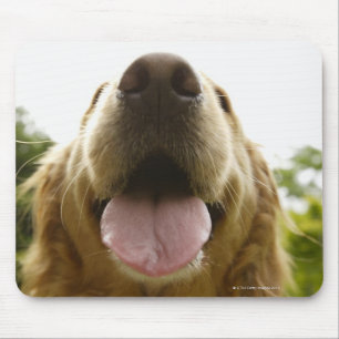 Golden Retriever 5 Mouse Mat