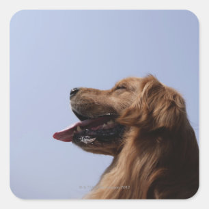 Golden Retriever 6 Square Sticker
