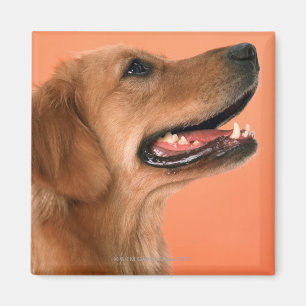 Golden Retriever 7 Magnet