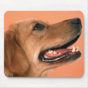 Golden Retriever 7 Mouse Mat