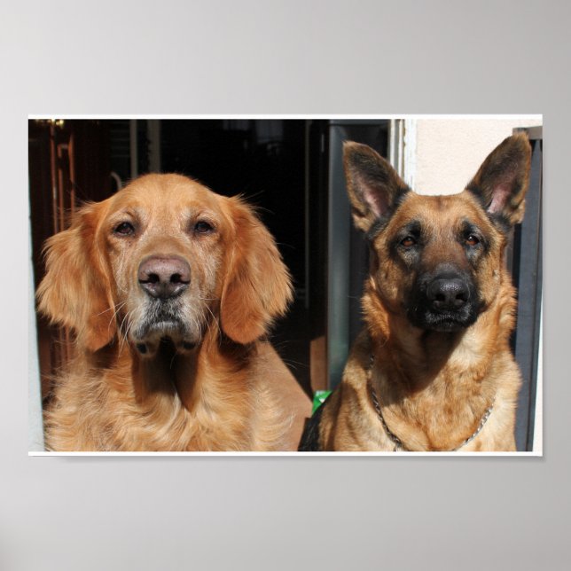 Golden Retriever and German Shepherd Poster (Front)