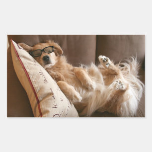 Golden Retriever Asleep on Pillow Rectangular Sticker