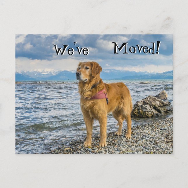 Golden retriever at the beach We've Moved Announcement Postcard (Front)