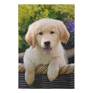 Golden Retriever Baby Dog Puppy Funny Pet Photo - Faux Canvas Print