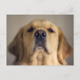 Golden Retriever Balancing Treat on Nose Postcard