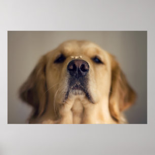 Golden Retriever Balancing Treat on Nose Poster