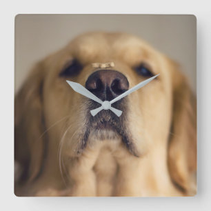 Golden Retriever Balancing Treat on Nose Square Wall Clock