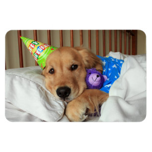 Golden Retriever Birthday Magnet