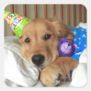 Golden Retriever Birthday Square Sticker