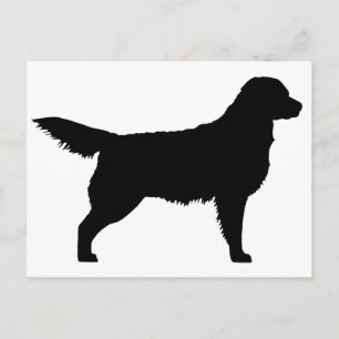 Golden Retriever (black) Postcard