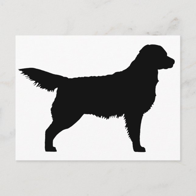 Golden Retriever (black) Postcard (Front)