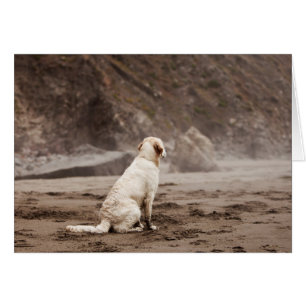 Golden Retriever Blank Photo Card