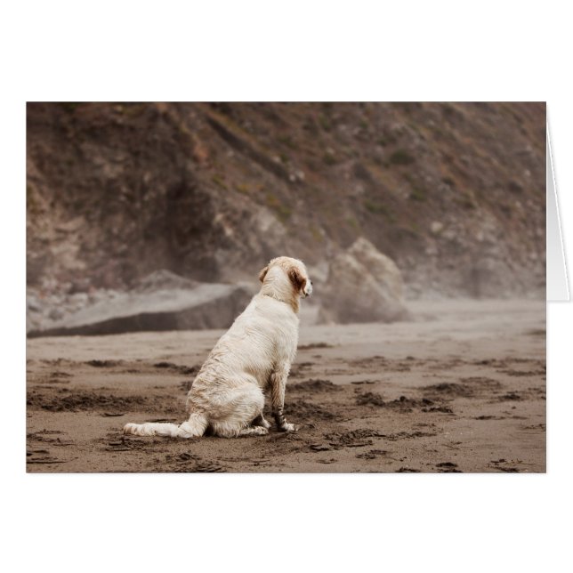 Golden Retriever Blank Photo Card (Front Horizontal)