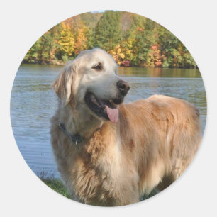 Golden Retriever Bob Sticker