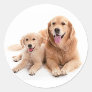 Golden Retriever Buddies Classic Round Sticker