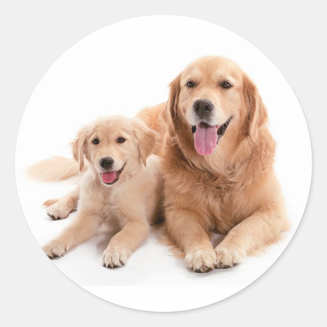 Golden Retriever Buddies Classic Round Sticker (Front)