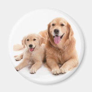Golden Retriever Buddies Magnet