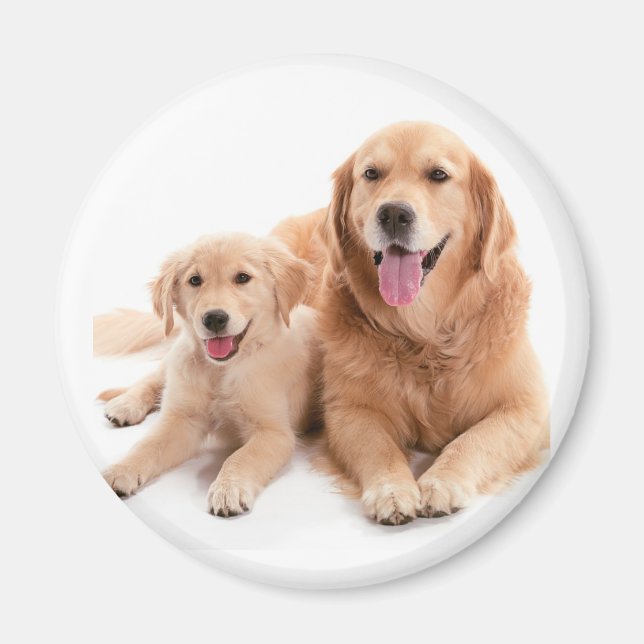 Golden Retriever Buddies Magnet (Front)