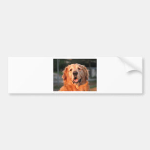 Golden Retriever Bumper Sticker
