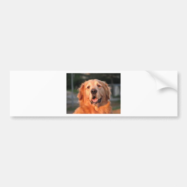 Golden Retriever Bumper Sticker (Front)
