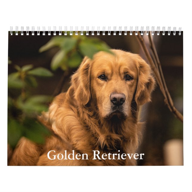 Golden Retriever Calendar (Cover)