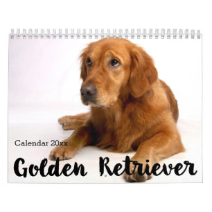 Golden Retriever Calendar 2026