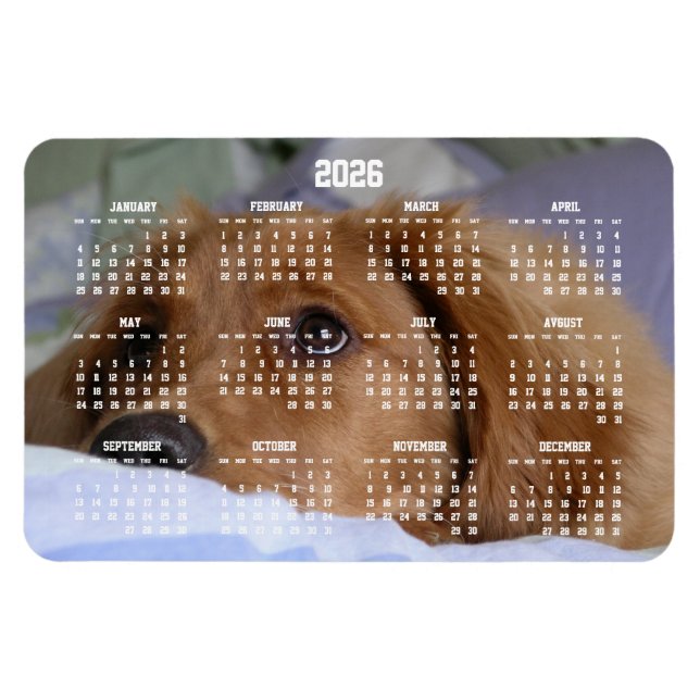 Golden Retriever Calendar 2026 Large Photo Magnet (Horizontal)