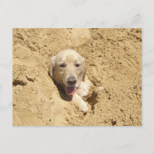 Golden Retriever Camouflage Postcard