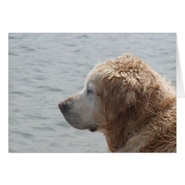 Golden Retriever card (Front Horizontal)